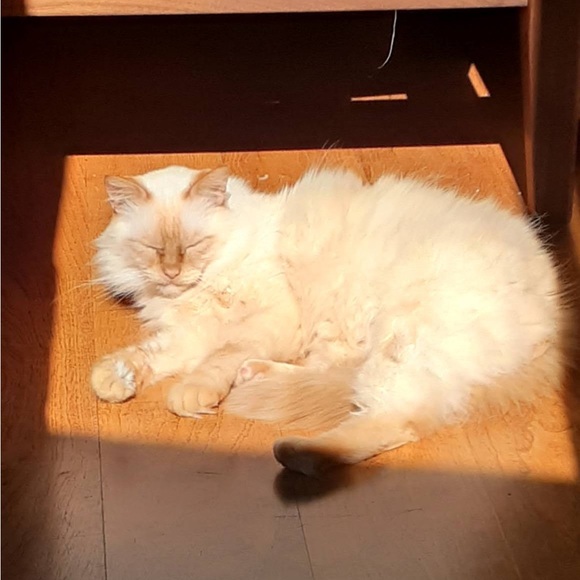 Meet your Posher, Natalie - Picture 5 of 6